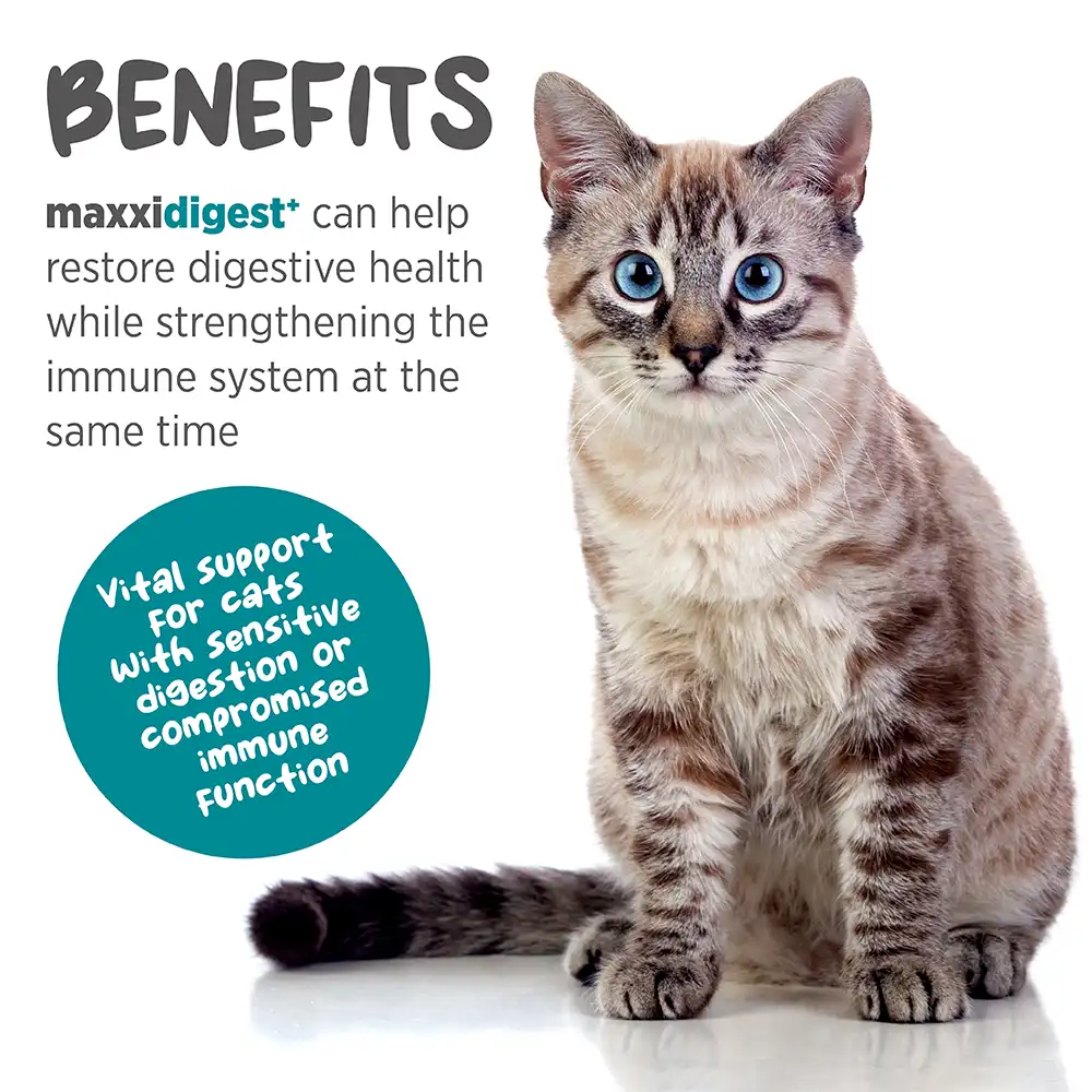 maxxideigest_cat_infographic_001