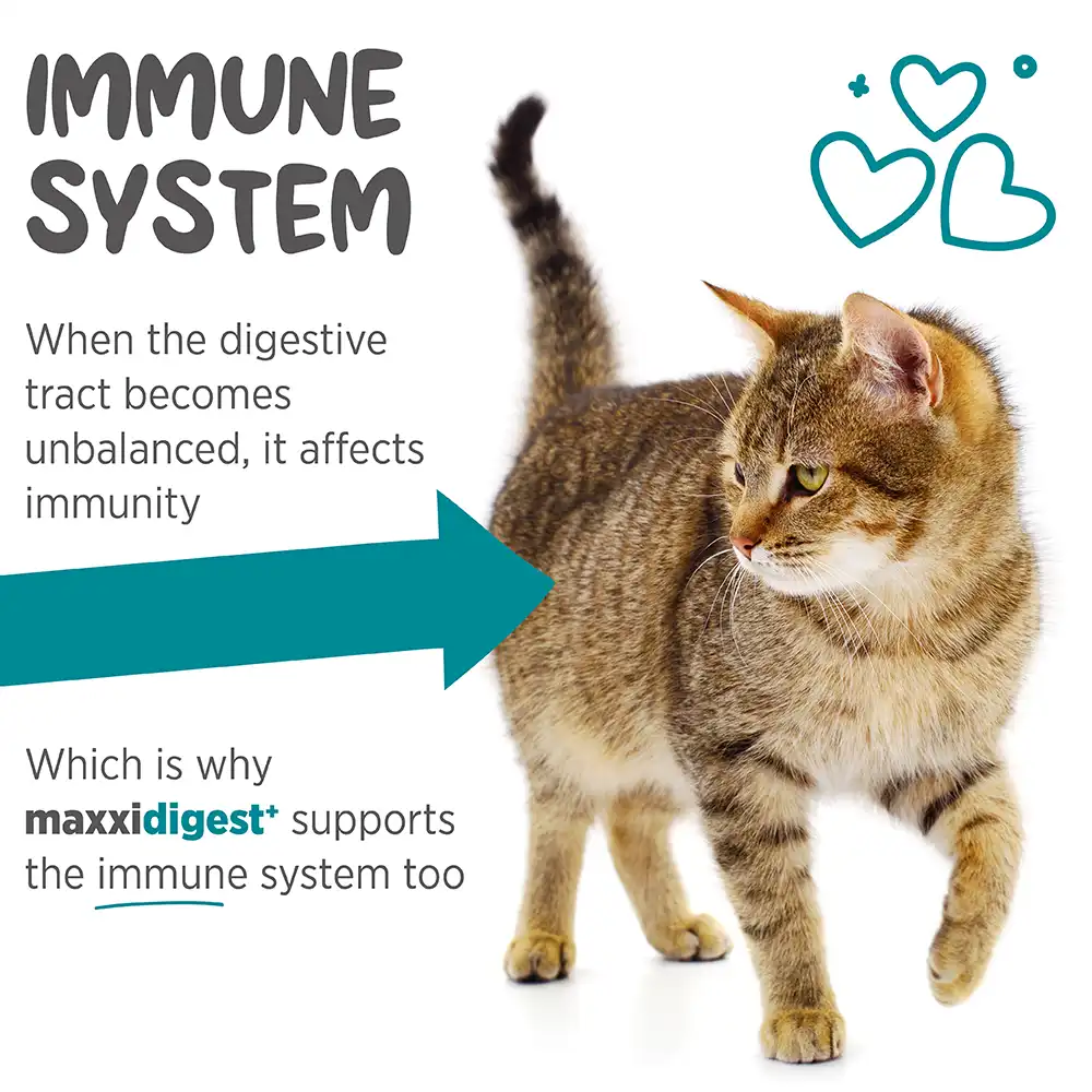 maxxideigest_cat_infographic_006