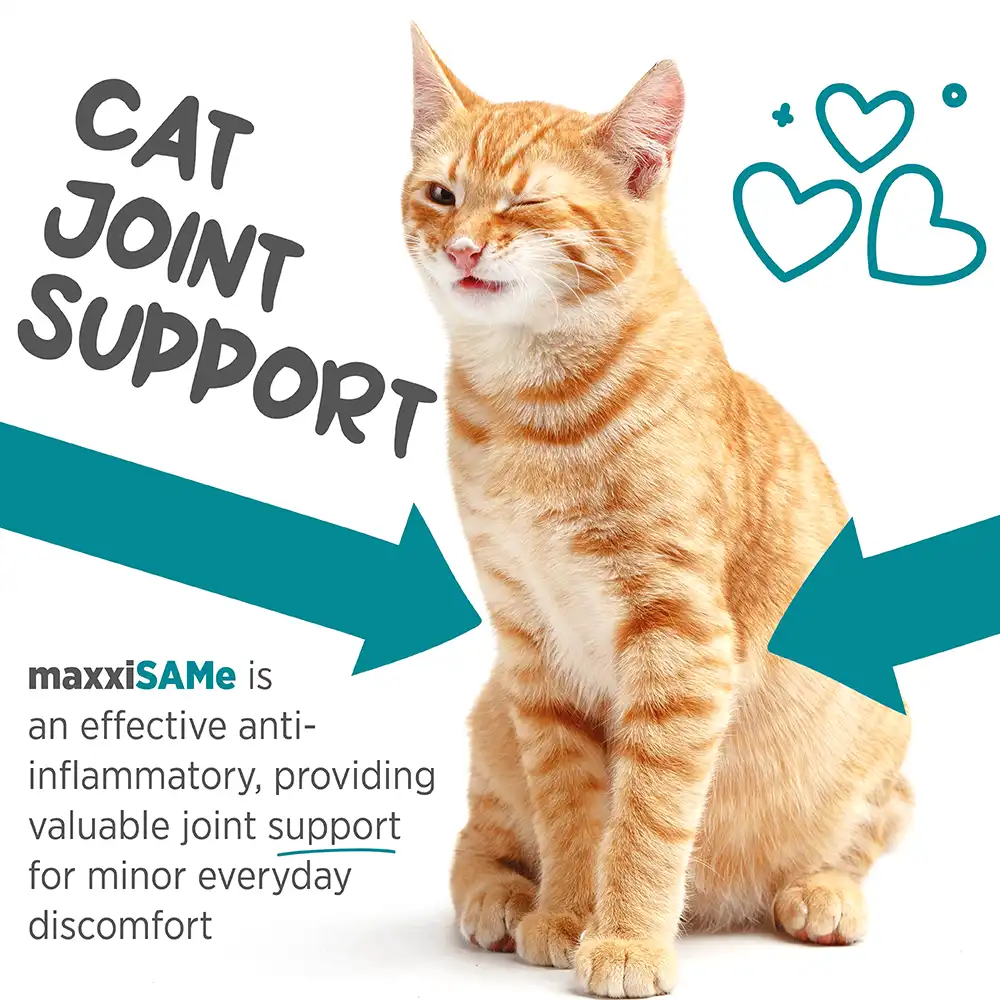 maxxisame_cat_infographic_003