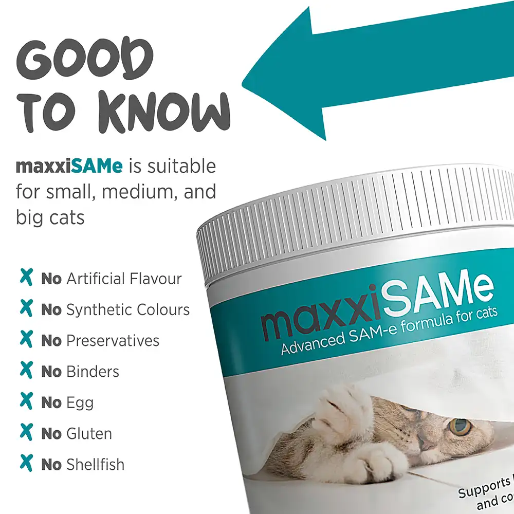 maxxisame_cat_infographic_004