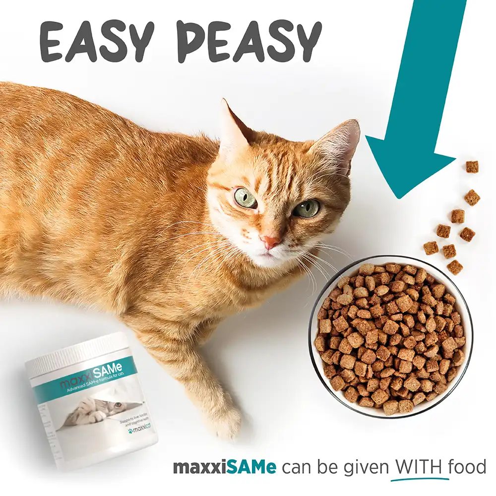 maxxisame_cat_infographic_006