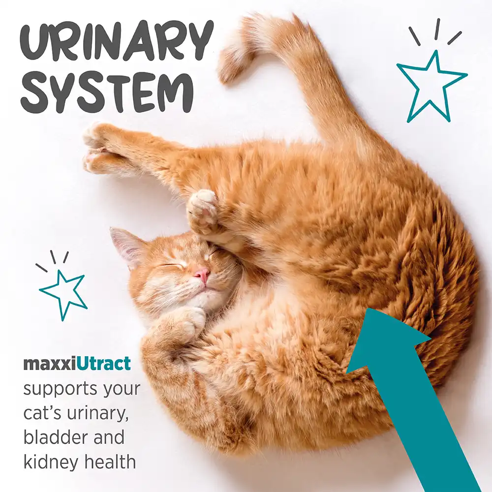 maxxiutract_cat_infographic_004