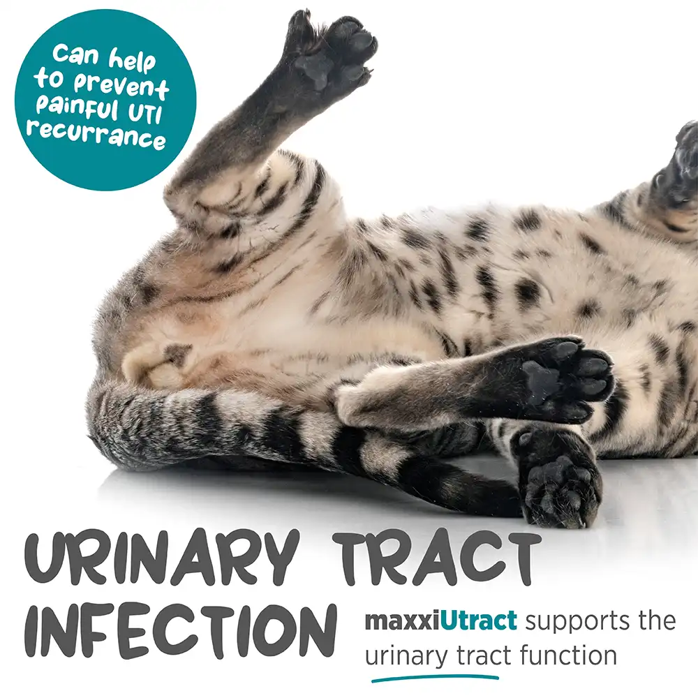 maxxiutract_cat_infographic_009