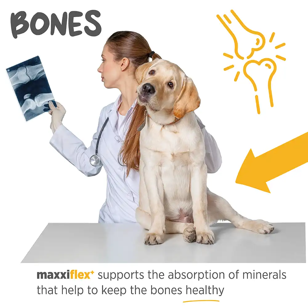 maxxiflex_infographic_006